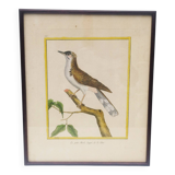 Gravure tableau merle huppé  oiseau  XVIII ème, F. Martinet