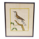 Engraving painting crested blackbird bird 18th century, F. Martinet