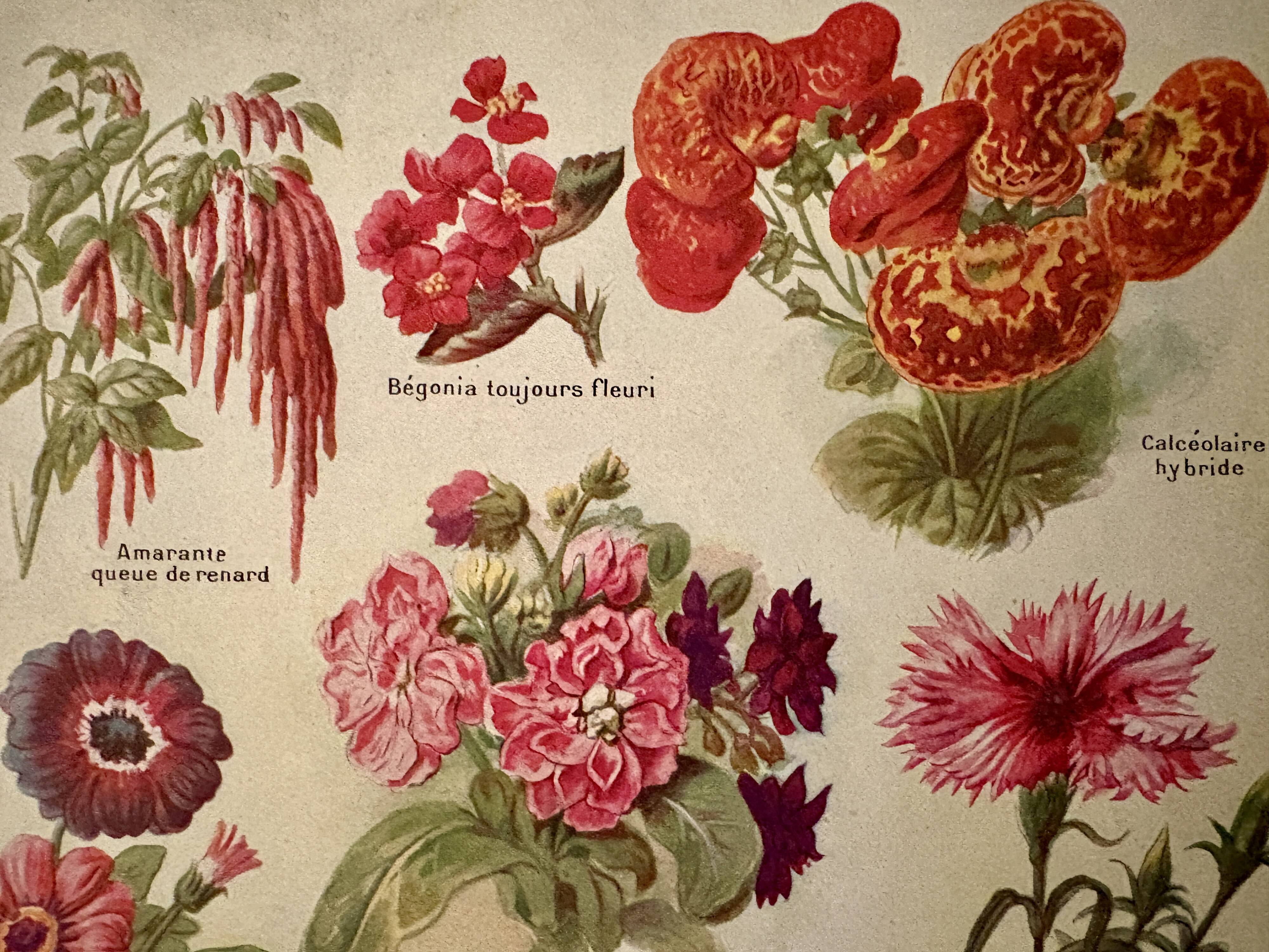 Lithograph of annual flowers - 1920
