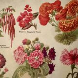 Lithograph of annual flowers - 1920