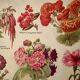 Lithograph of annual flowers - 1920