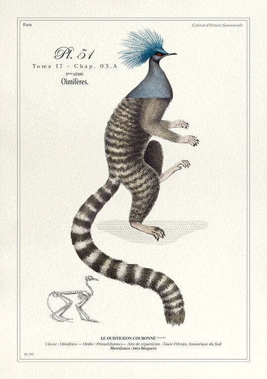 Chimera lithograph engraving animal - the marmoset