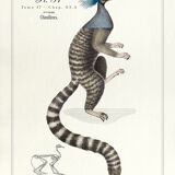 Chimera lithograph engraving animal - the marmoset