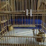 cage à oiseaux ancienne