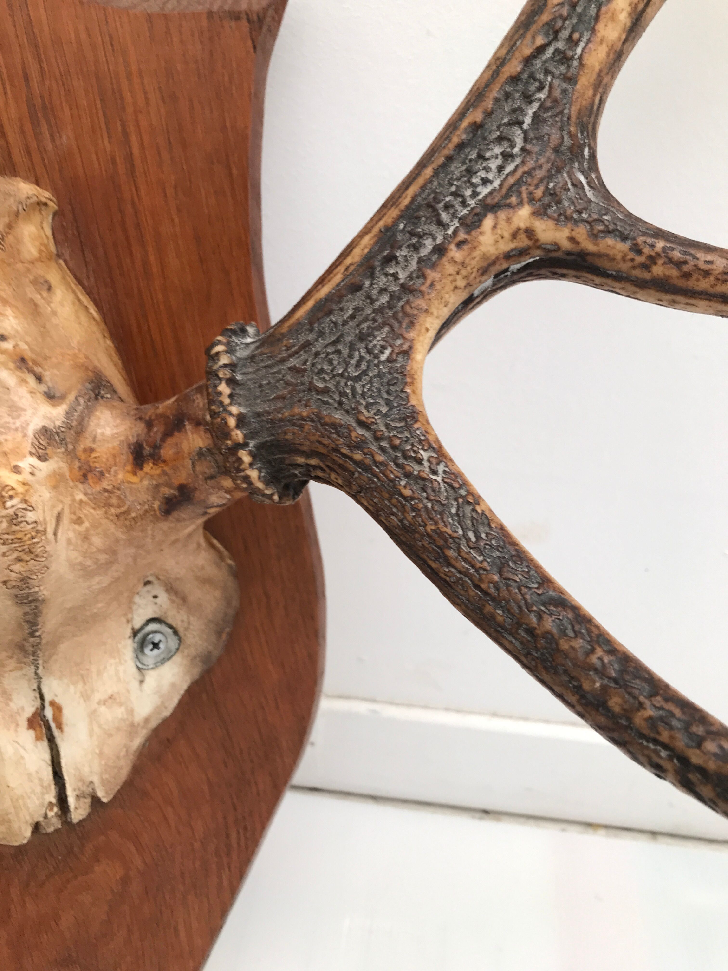 Deer trophy on wooden base 1960