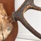 Deer trophy on wooden base 1960