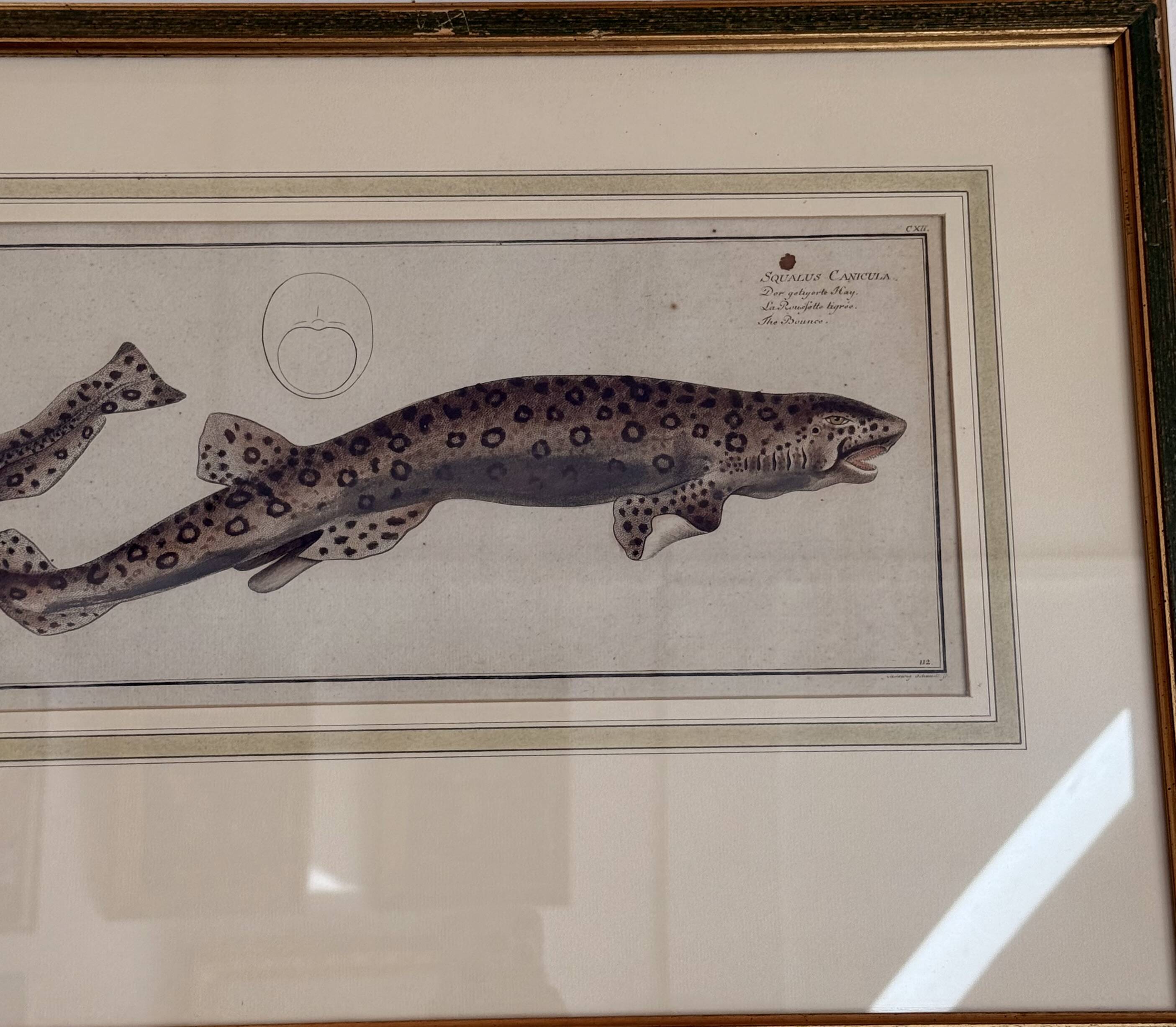 Old engraving fish – Ludwig Schmidt (19th century)