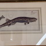 Old engraving fish – Ludwig Schmidt (19th century)