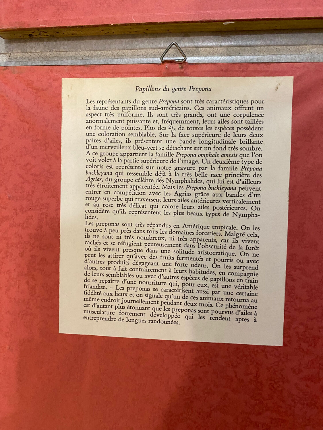 Planches zoologiques vintage -Papillons