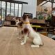 Series of ceramic dogs from Desvres