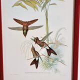 Set of 7 chromolithographs birds 50s