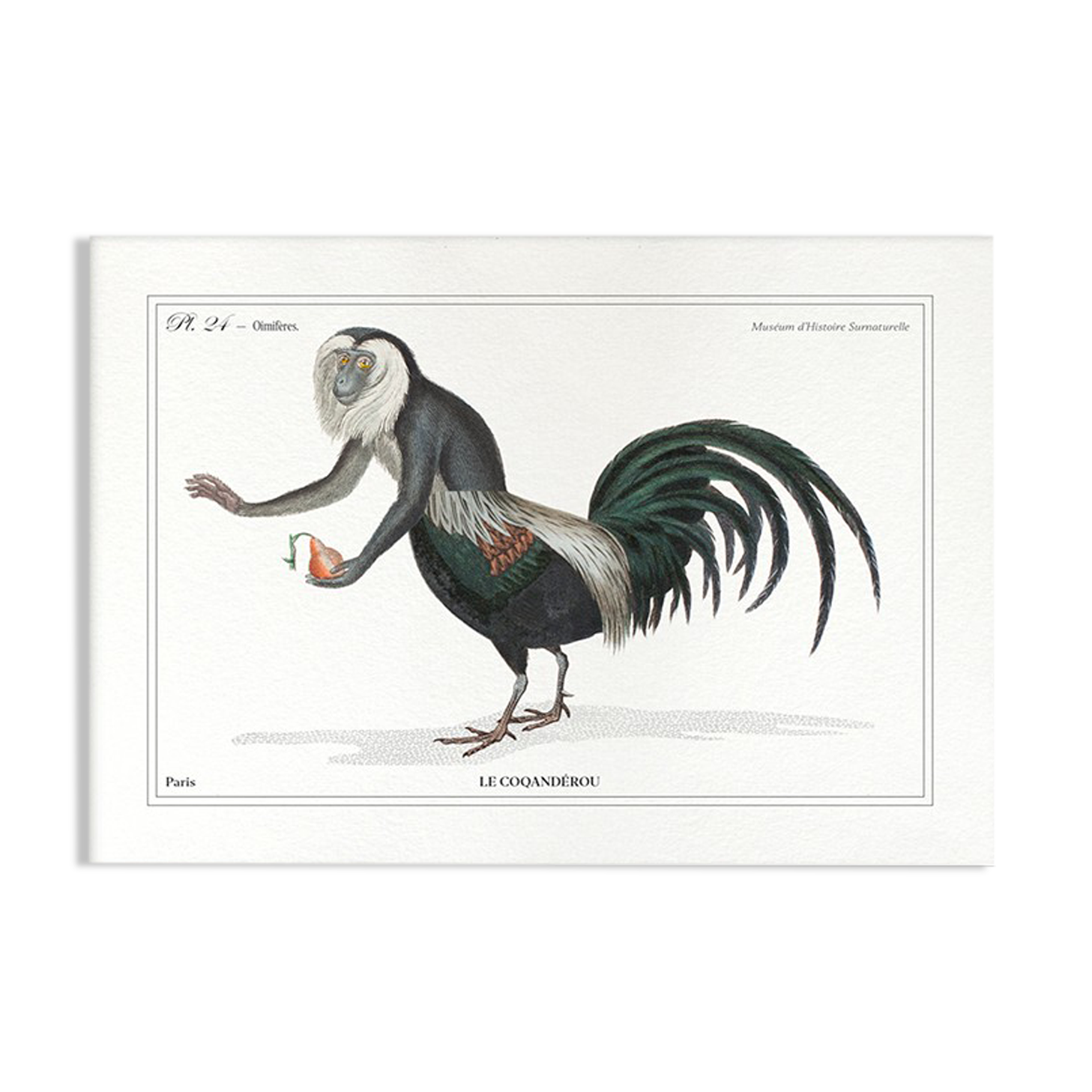 Chimera lithograph animal engraving - the coquandérou