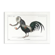 Chimera lithograph animal engraving - the coquandérou