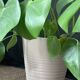 Textured beige cache-pot