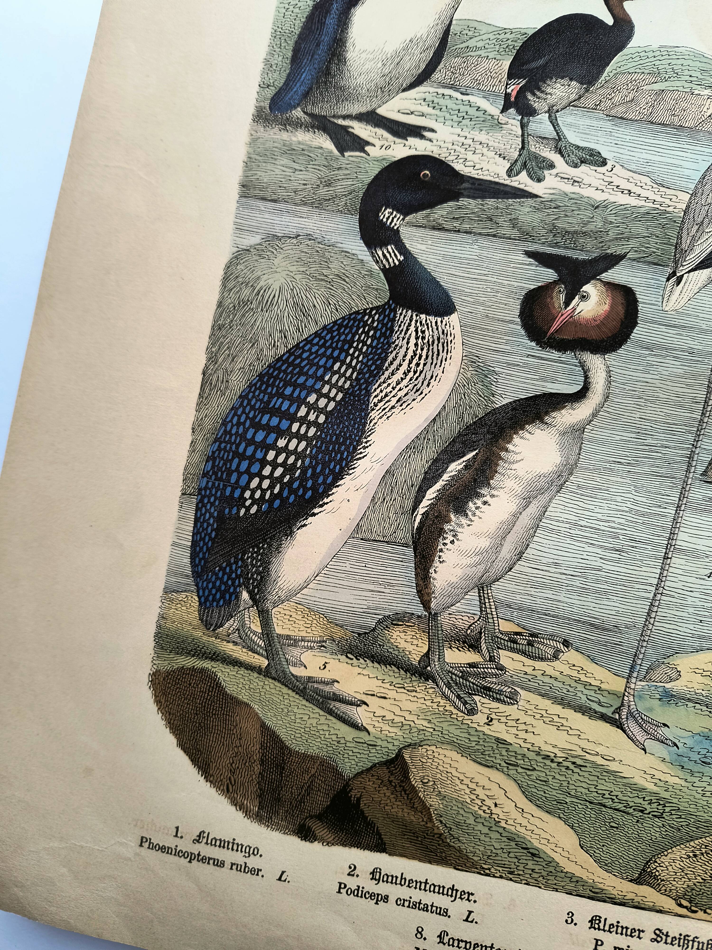 Engraving from 1886. Seabirds. Antique lithograph.