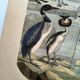 Engraving from 1886. Seabirds. Antique lithograph.