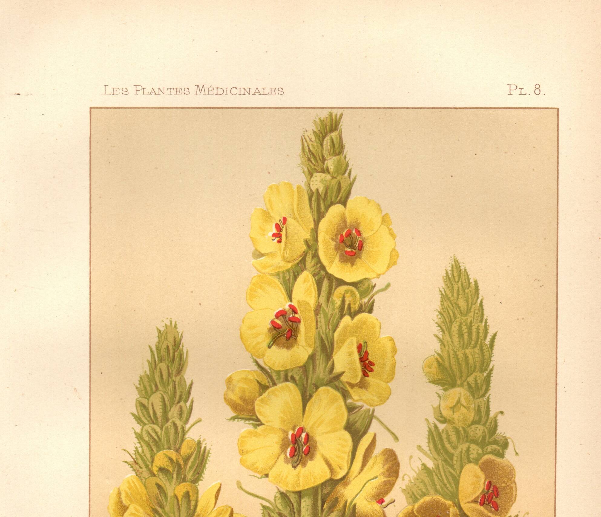 Antique engraving, 1889 - Mullein flower by Lefevre. Botanical plate