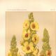 Antique engraving, 1889 - Mullein flower by Lefevre. Botanical plate