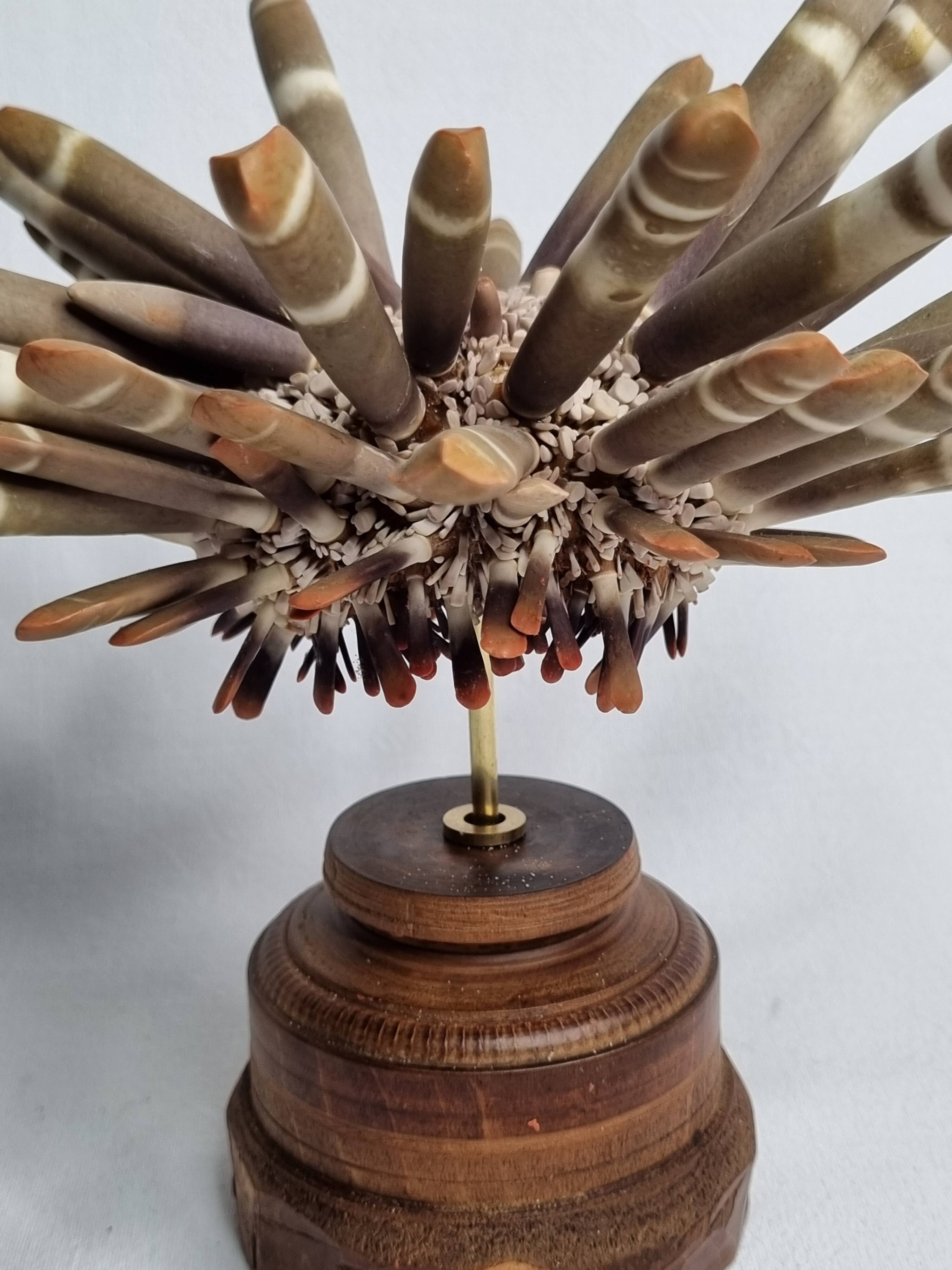 Antique sea urchin pencil on turned wooden base, 22 cm