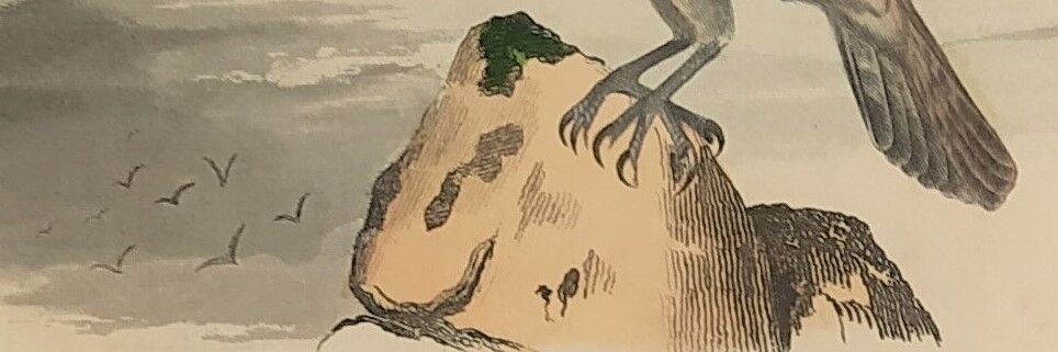 Ornithological board "Le Balbusard - Le Jean-le-Blanc" Buffon 1838