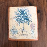 10 "herbarium" frames