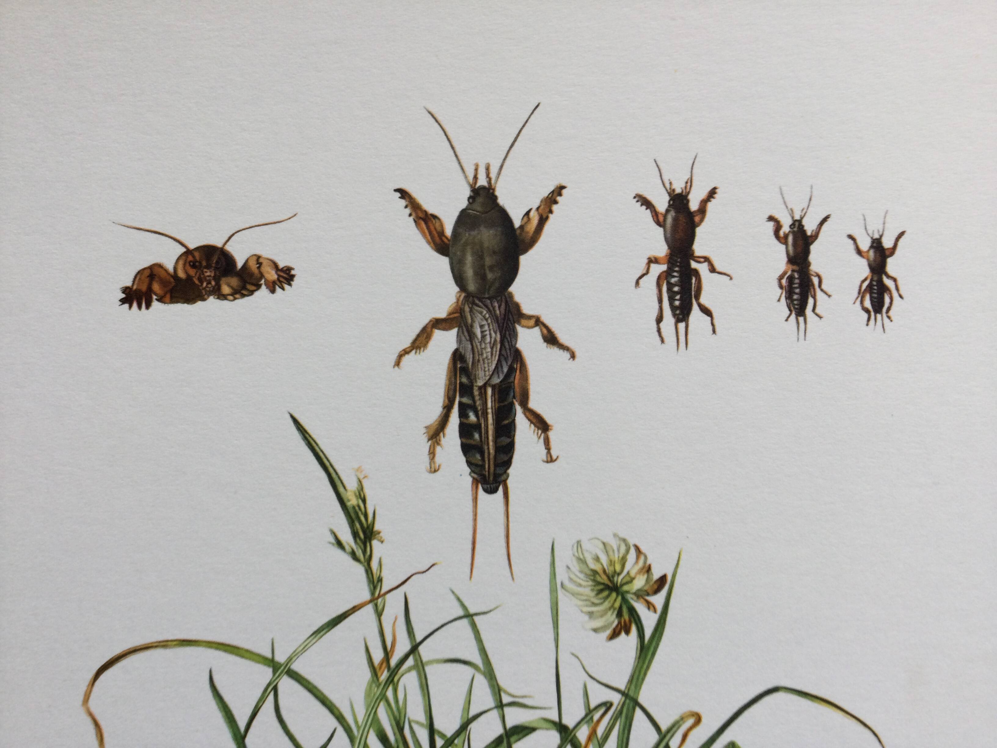 Antique illustration "insects", 1960s