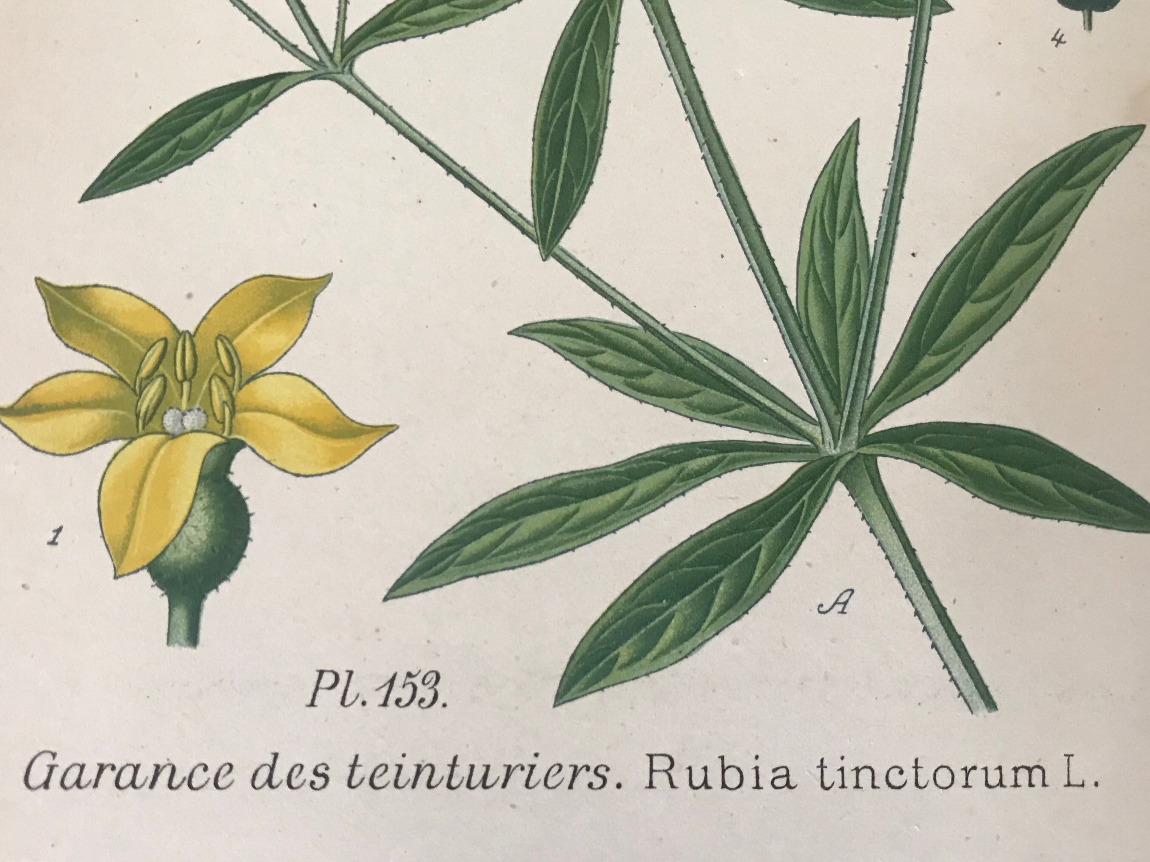 Planches botaniques de fleurs jaunes 1891
