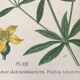 Planches botaniques de fleurs jaunes 1891
