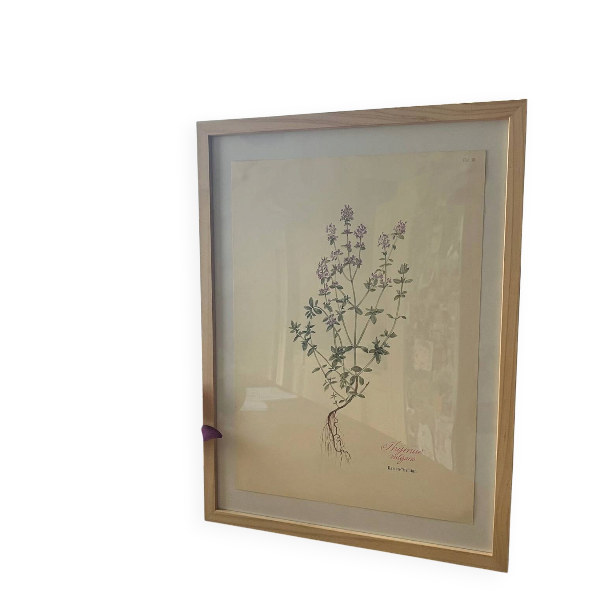 Thyme plant poster