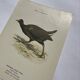 🐦 Botanical Plate Engraving of Birds Naturalist 19th Century Double-Sided A