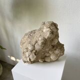 Fossil sedimentary rock and shell