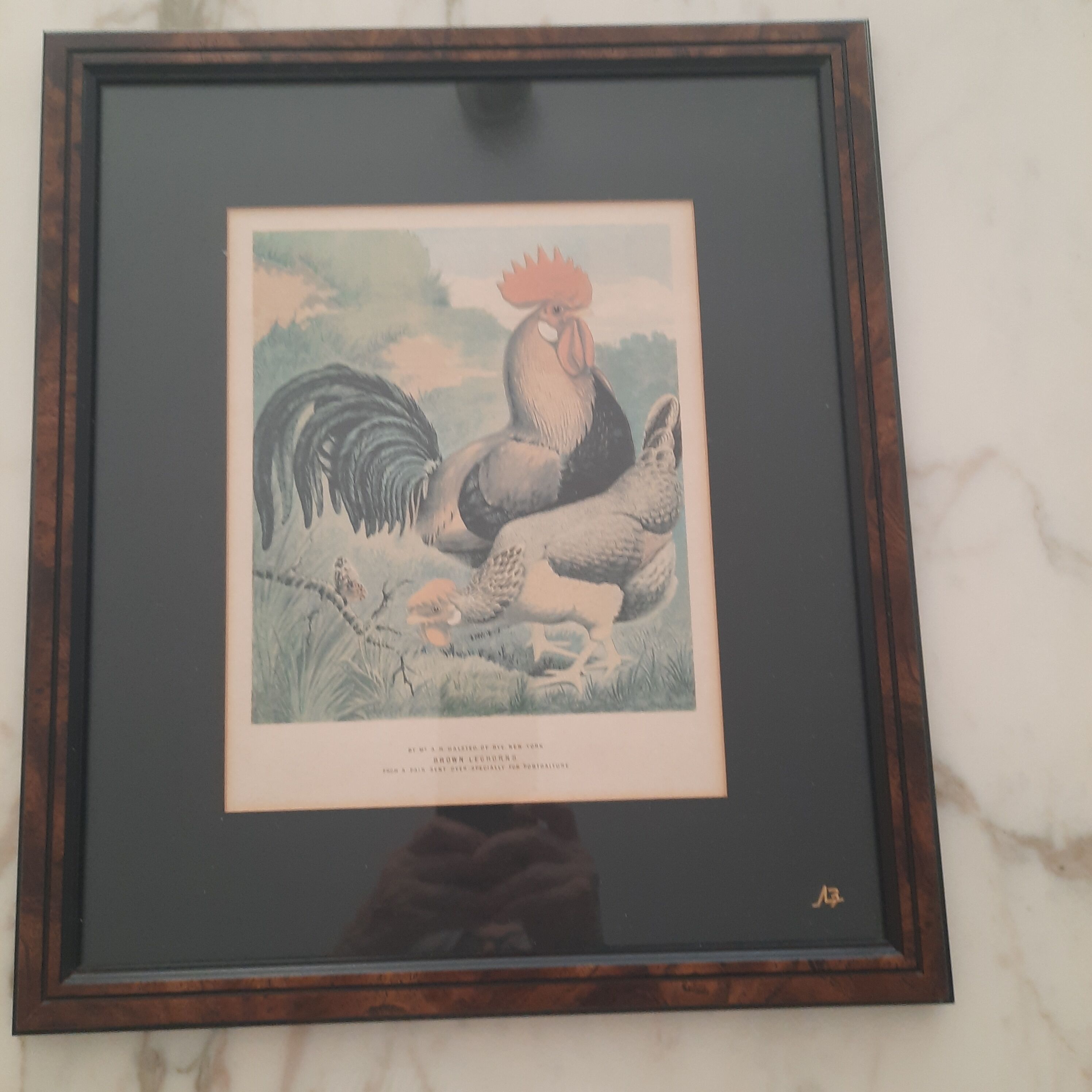 Series of 5 framed engravings