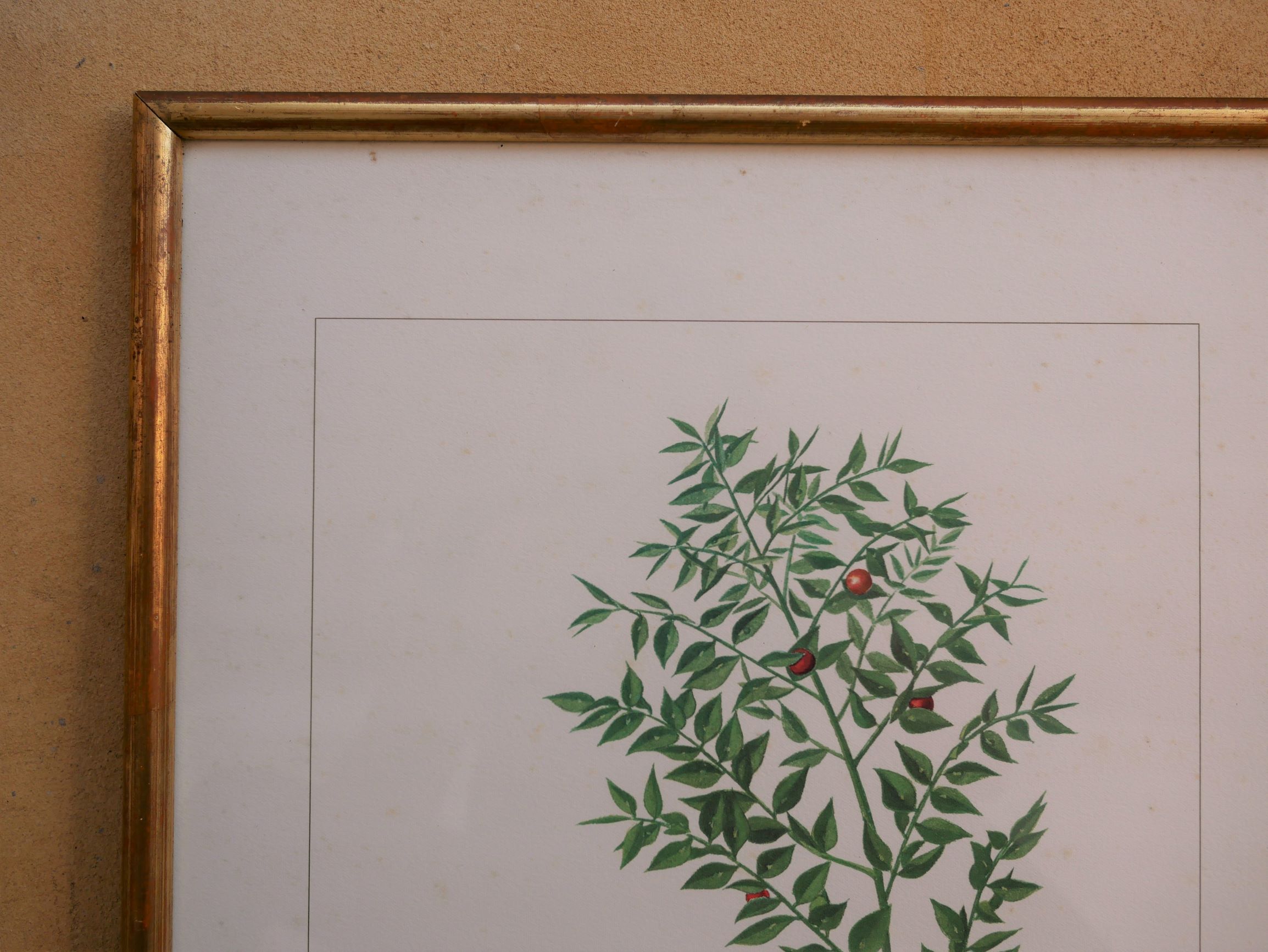 Vintage botanical poster "Ruscus Aculeatus"