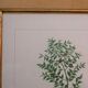 Vintage botanical poster "Ruscus Aculeatus"