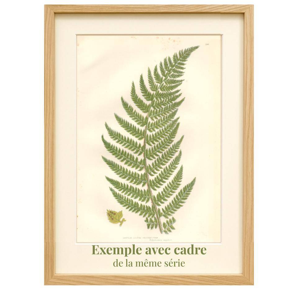 Gravure botanique ancienne de 1889 - Herbes douces par A. Pratt - naturelle