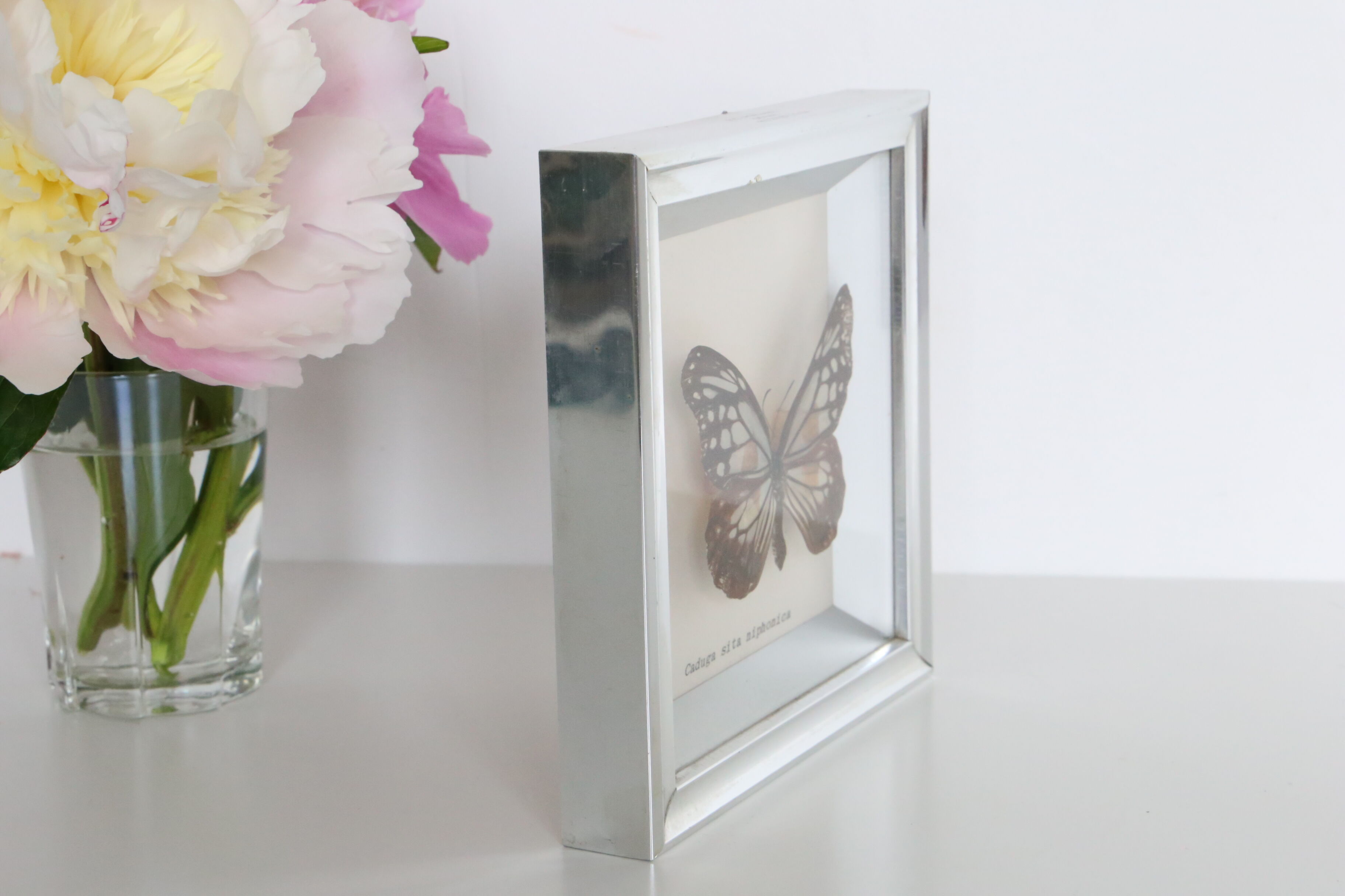 Naturalized Butterfly frame, Caduga SITA Niphonica