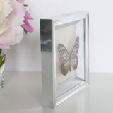 Naturalized Butterfly frame, Caduga SITA Niphonica