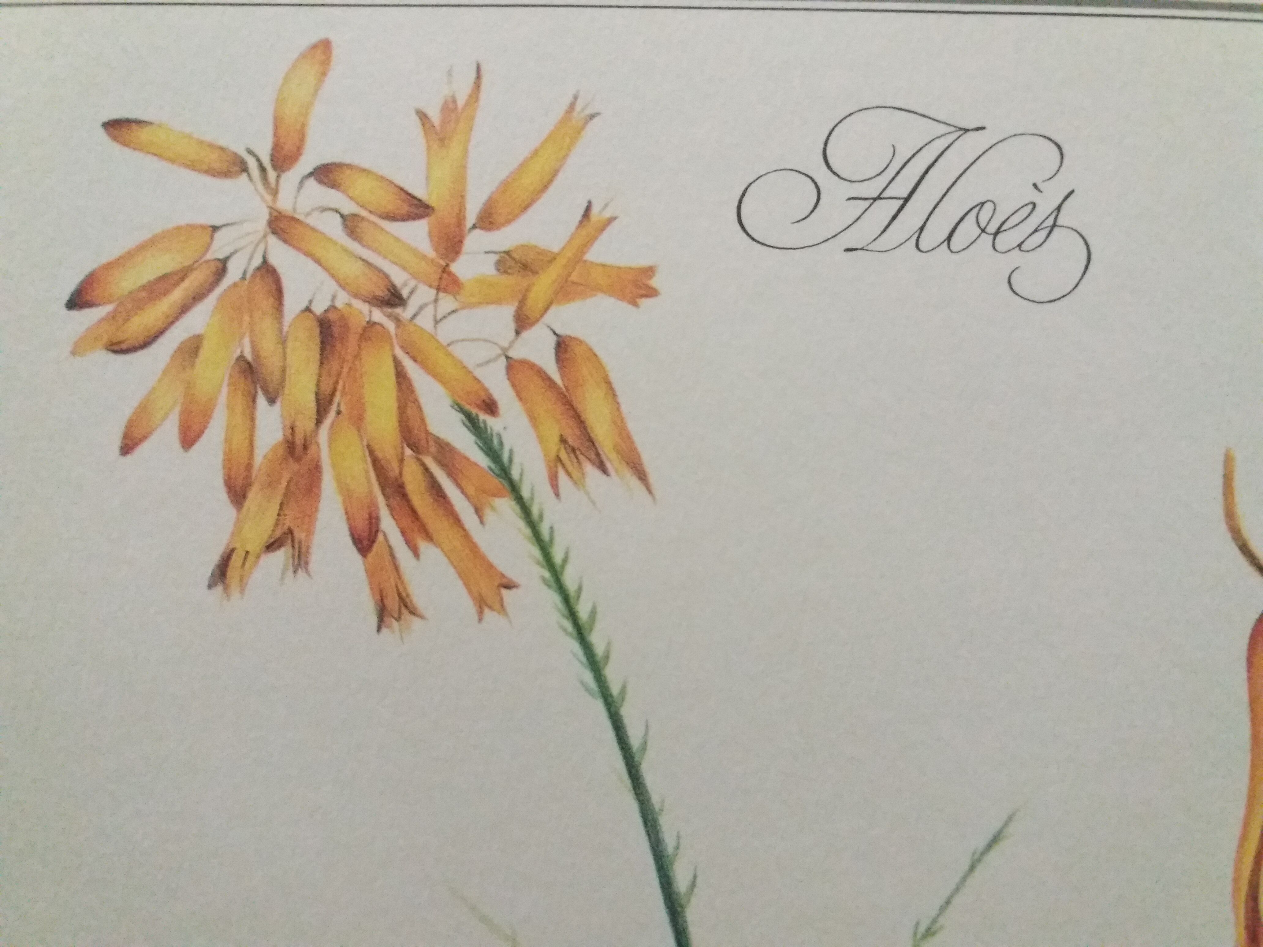 Botanical plank Aloès