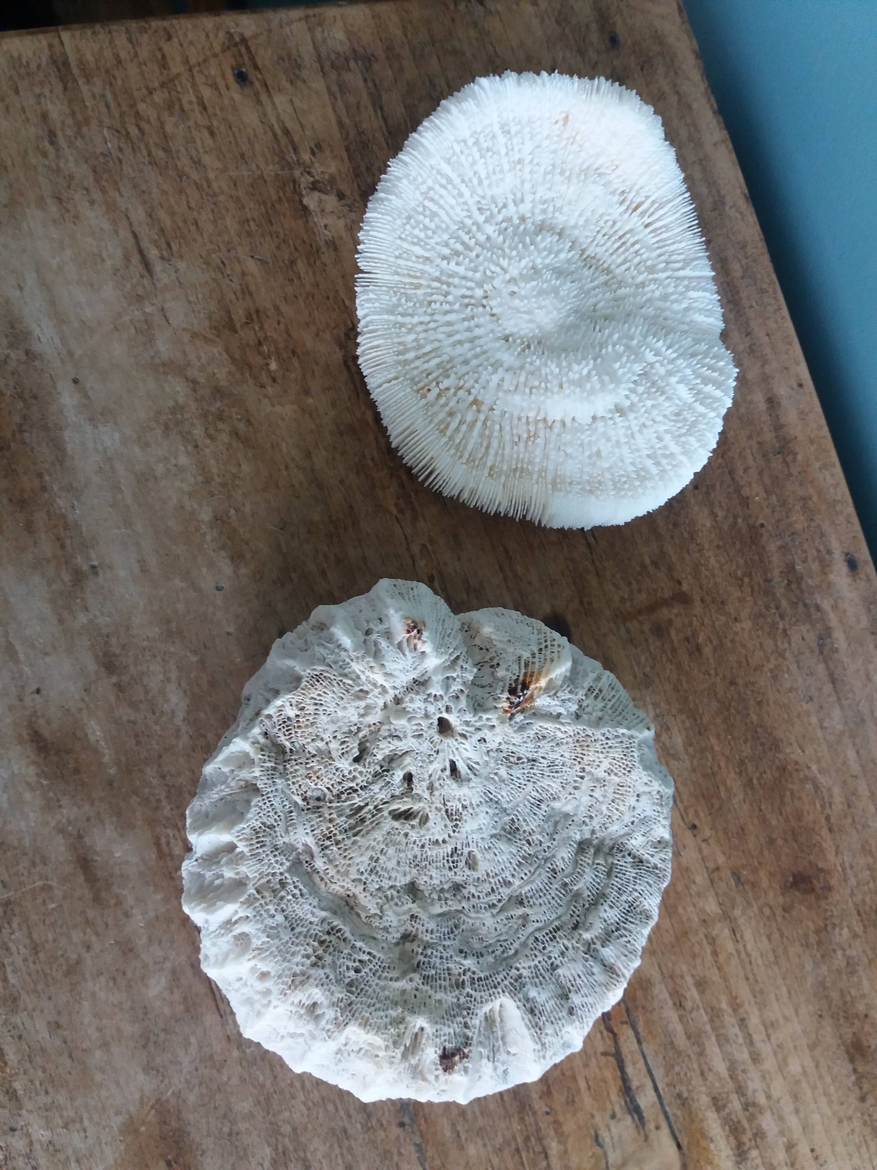 mushroom coral Fungia and Mussismilia brain coral