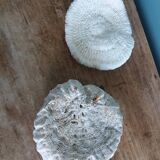 mushroom coral Fungia and Mussismilia brain coral