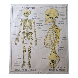 Ancienne affiche scolaire vintage 60 50 Rossignol mdi squelette médecine anatomie