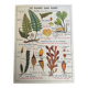 Ancienne affiche pédagogique scolaire, école
