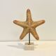 XXL Vintage Natural Starfish on Marble Base Cabinet of Curiosities