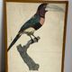 Lithographies oiseaux d’après J.Barraband