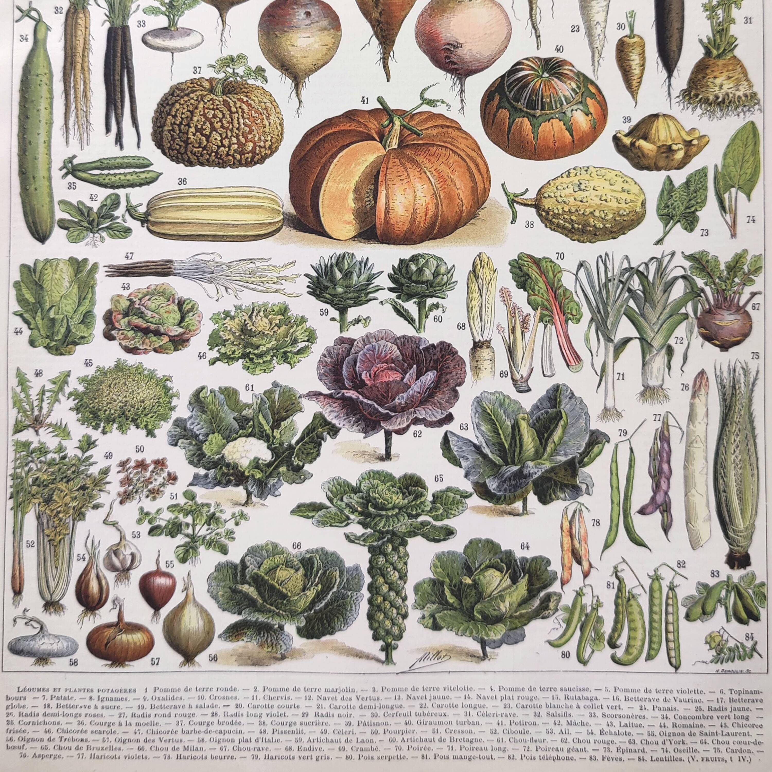 Vintage lithograph plate vegetables and plants from the vegetable garden 1900