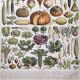 Vintage lithograph plate vegetables and plants from the vegetable garden 1900