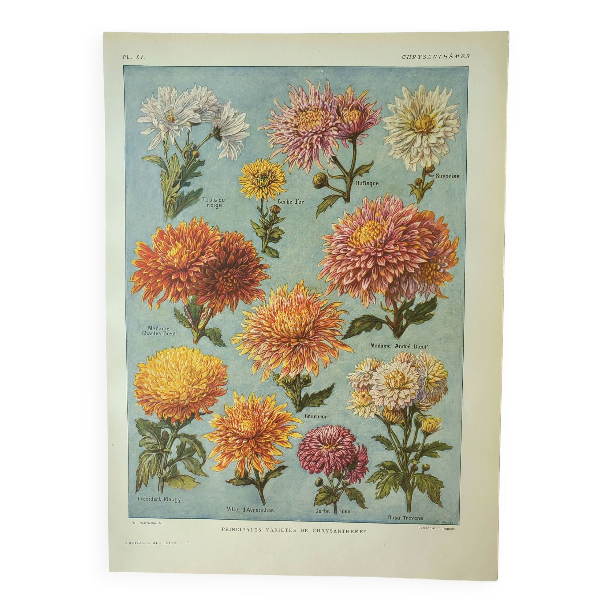 Old engraving 1922, Chrysanthemums, varieties, botany, flowers • Lithograph, Original plate