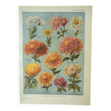 Old engraving 1922, Chrysanthemums, varieties, botany, flowers • Lithograph, Original plate