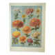 Old engraving 1922, Chrysanthemums, varieties, botany, flowers • Lithograph, Original plate