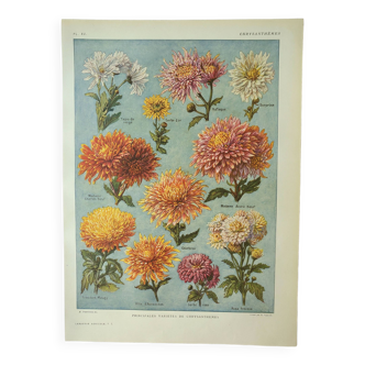 Gravure ancienne 1922, Chrysanthèmes, variétés, botanique, fleurs • Lithographie, Planche originale